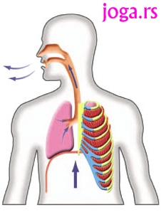 563b-joga-disanje-pranayama-izdah-olaksanja