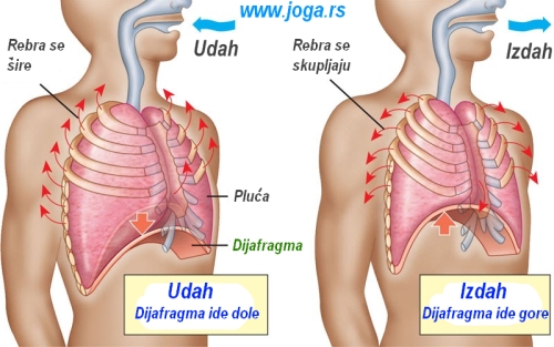 564b-Joga-disanje-pranayama-dijafragma-jogif