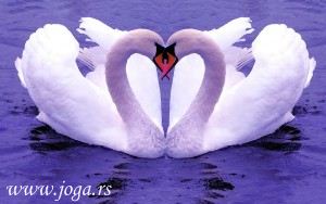 622b-Meditacija-Polaritet-ljubav-svesnost-labudovi
