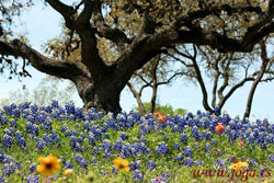 Osho-2012-flower-tree