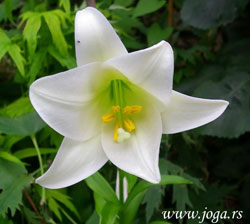 Osho-2012-flower