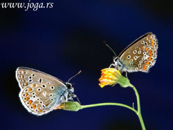 Osho-2012-butterfly