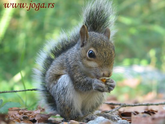 913a-Skola-budjenja-jogi-fabijana-jedi-svesno-squirrel