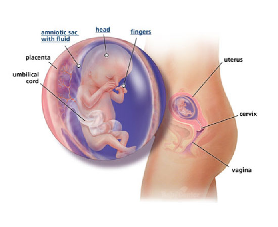 13-nedelja-izgled-bebe-tokom-trudnoce