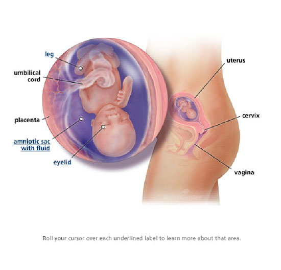 15-nedelja-izgled-bebe-tokom-trudnoce