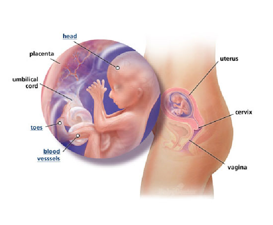 16-nedelja-izgled-bebe-tokom-trudnoce