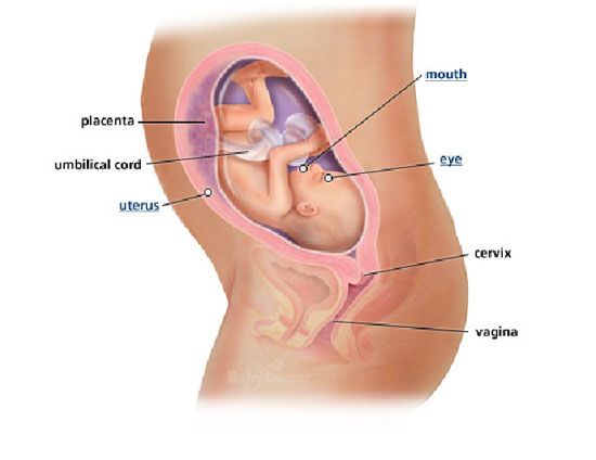 27-nedelja-izgled-bebe-tokom-trudnoce