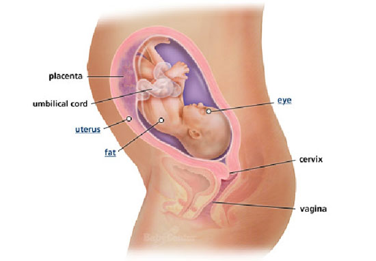 28-nedelja-izgled-bebe-tokom-trudnoce