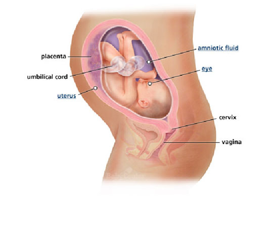 30-nedelja-izgled-bebe-tokom-trudnoce