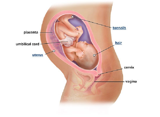 32-nedelja-izgled-bebe-tokom-trudnoce