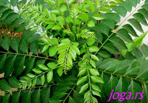 751-7b-curry-leaves-jogif