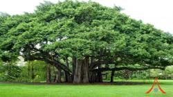 Banyan tree meditation