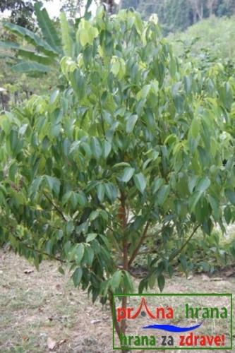 Cimet (Cinnamomum verum)
