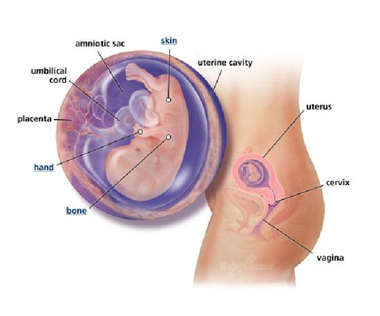 Izgled bebe po nedeljama - 11 nedelja