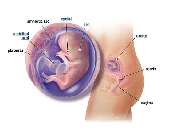 Izgled bebe po nedeljama tokom trudnoce - 12 nedelja