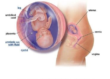Izgled bebe po nedeljama tokom trudnoce - 15 nedelja