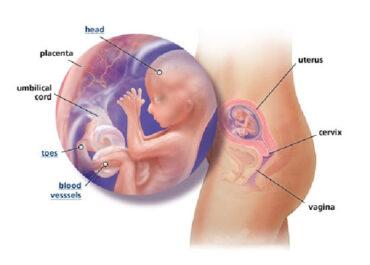 Izgled bebe po nedeljama tokom trudnoce - 16 nedelja