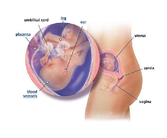 Izgled bebe po nedeljama tokom trudnoce - 18 nedelja