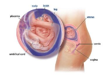 Izgled bebe po nedeljama tokom trudnoce - 19 nedelja