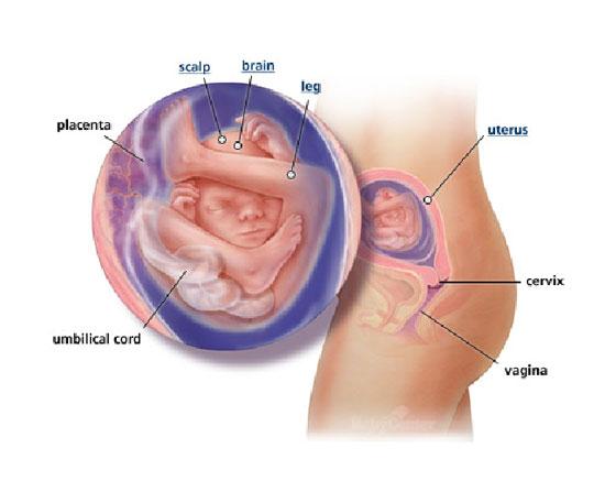 Izgled bebe po nedeljama tokom trudnoce - 19 nedelja