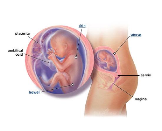 Izgled bebe po nedeljama tokom trudnoce - 20 nedelja