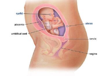 Izgled bebe po nedeljama tokom trudnoce - 21 nedelja