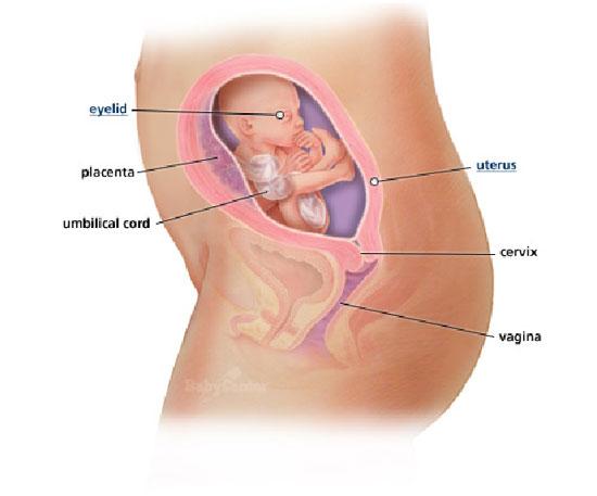 Izgled bebe po nedeljama tokom trudnoce - 21 nedelja