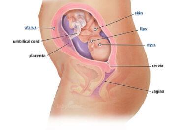 Izgled bebe po nedeljama tokom trudnoce - 22 nedelja
