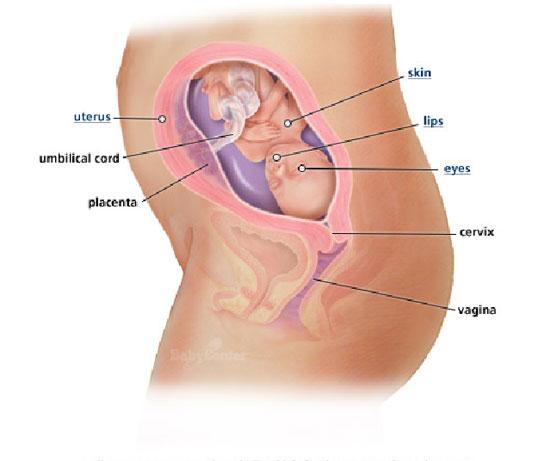 Izgled bebe po nedeljama tokom trudnoce - 22 nedelja
