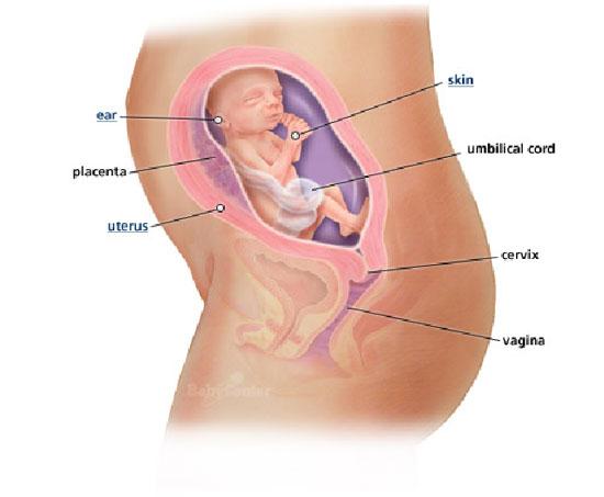 Izgled bebe po nedeljama tokom trudnoce - 23 nedelja