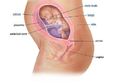 Izgled bebe po nedeljama tokom trudnoce - 24 nedelja