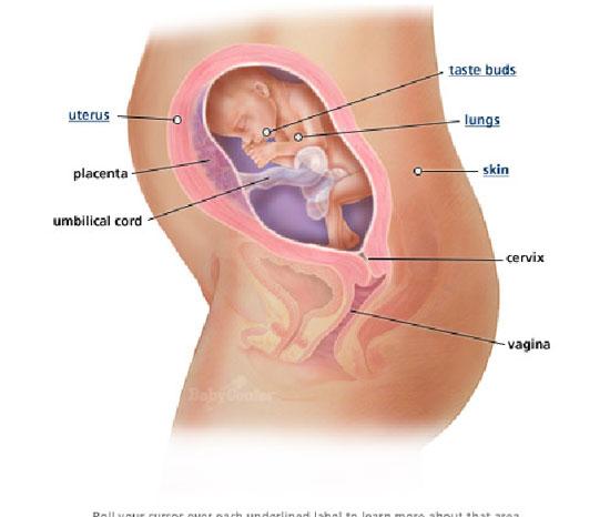 Izgled bebe po nedeljama tokom trudnoce - 24 nedelja