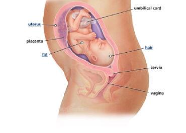 Izgled bebe po nedeljama tokom trudnoce - 25 nedelja