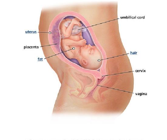 Izgled bebe po nedeljama tokom trudnoce - 25 nedelja