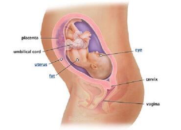 Izgled bebe po nedeljama tokom trudnoce - 28 nedelja