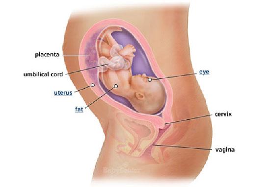 Izgled bebe po nedeljama tokom trudnoce - 28 nedelja