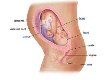 Izgled bebe po nedeljama tokom trudnoce - 29 nedelja
