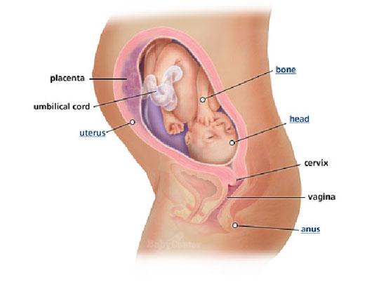 Izgled bebe po nedeljama tokom trudnoce - 29 nedelja