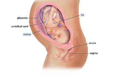 Izgled bebe po nedeljama tokom trudnoce - 31 nedelja