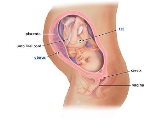 Izgled bebe po nedeljama tokom trudnoce - 31 nedelja