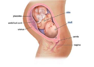 Izgled bebe po nedeljama tokom trudnoce - 33 nedelja