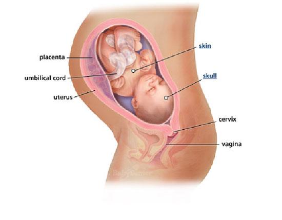 Izgled bebe po nedeljama tokom trudnoce - 33 nedelja