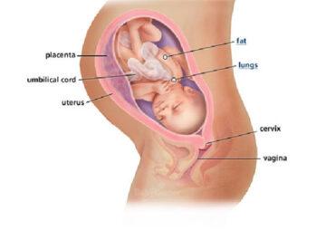 Izgled bebe po nedeljama tokom trudnoce - 34 nedelja