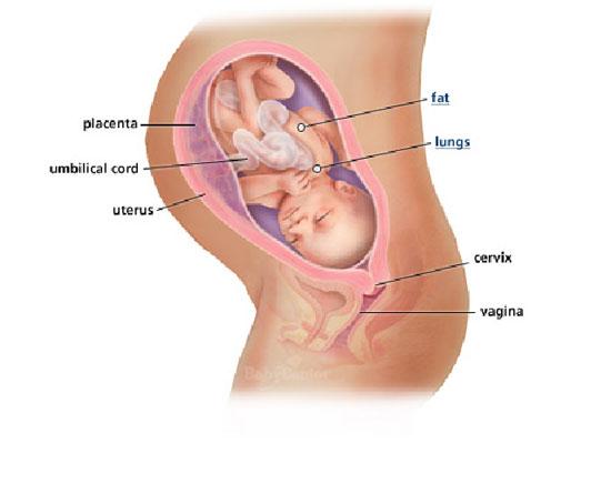 Izgled bebe po nedeljama tokom trudnoce - 34 nedelja