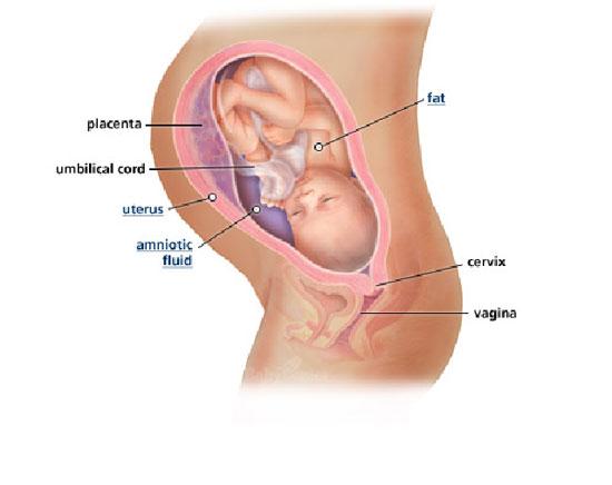 Izgled bebe po nedeljama tokom trudnoce - 35 nedelja