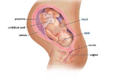 Izgled bebe po nedeljama tokom trudnoce - 38 nedelja