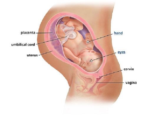 Izgled bebe po nedeljama tokom trudnoce - 38 nedelja