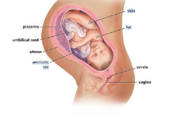 Izgled bebe po nedeljama tokom trudnoce - 39 nedelja