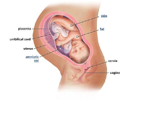 Izgled bebe po nedeljama tokom trudnoce - 39 nedelja