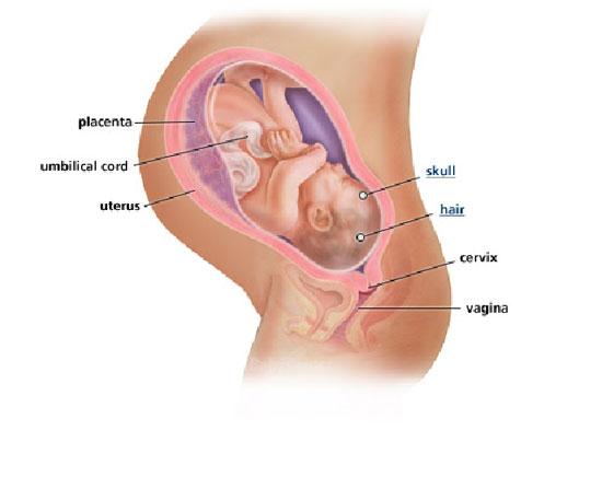 Izgled bebe po nedeljama tokom trudnoce - 40 nedelja
